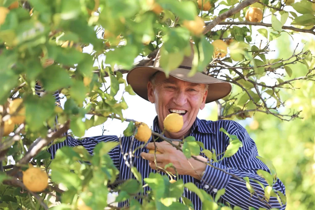 Smiling man in citrus tree.